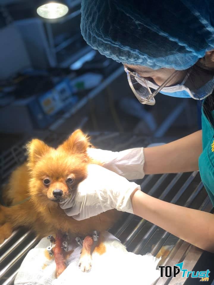 Phòng khám thú y uy tín nhất tại Thái Nguyên