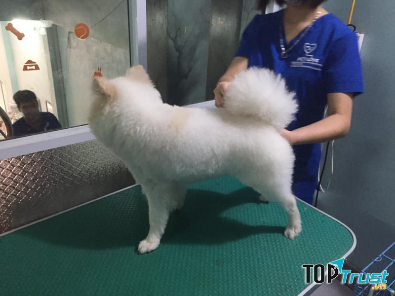 Phòng khám thú y uy tín nhất tại Vĩnh Phúc