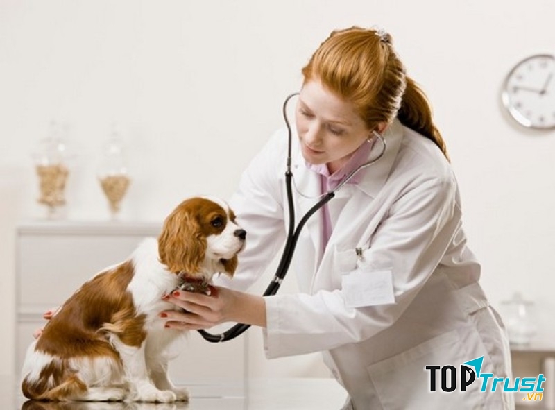 Phòng khám thú y uy tín và  đảm bảo nhất tại Đà Nẵng