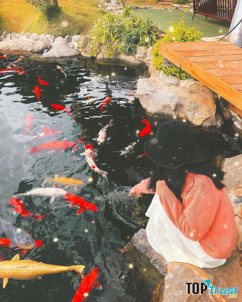 Quán cà phê cá Koi cực đẹp tại Nha Trang