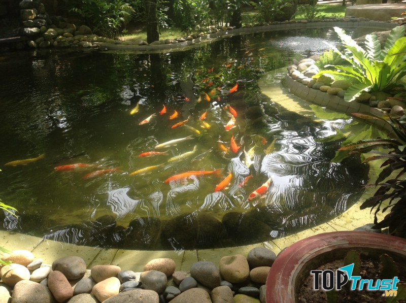 Quán cà phê cá Koi đẹp nhất Hà Nội