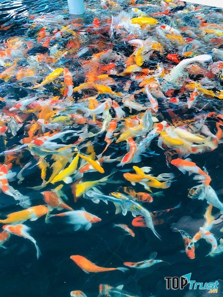 Quán cà phê cá koi thu hút khách nhất tại Cần Thơ