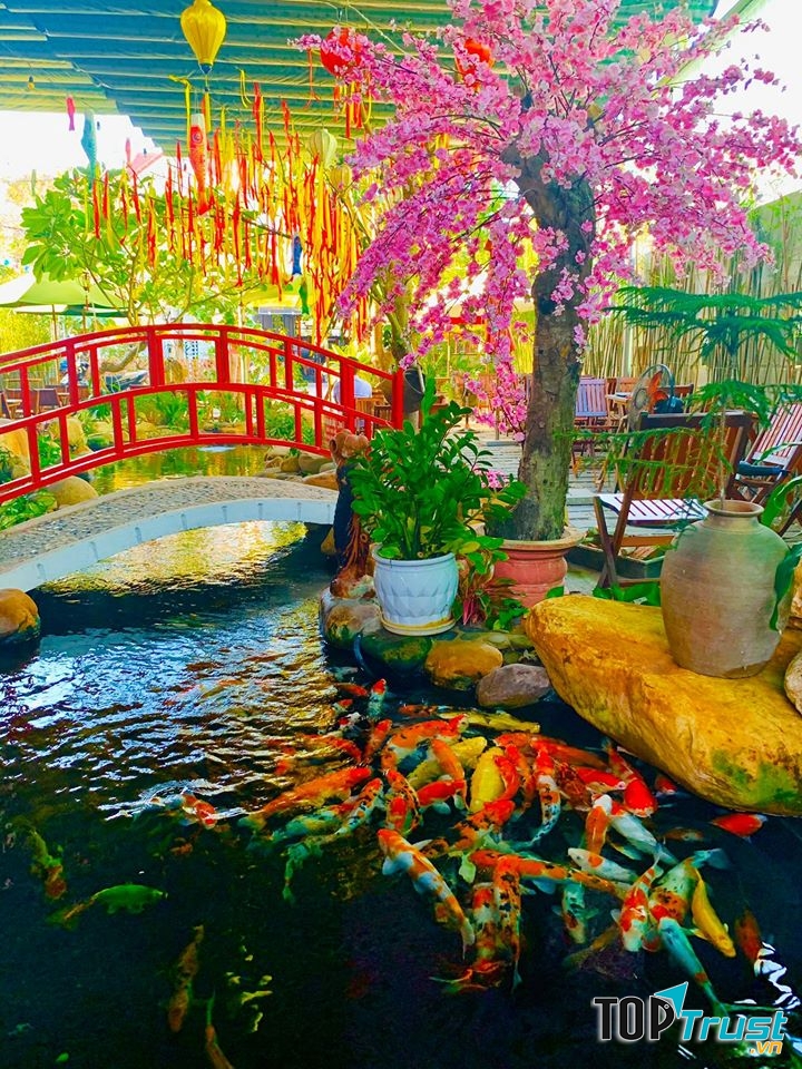 Quán cà phê cá koi thu hút khách nhất tại Hội An