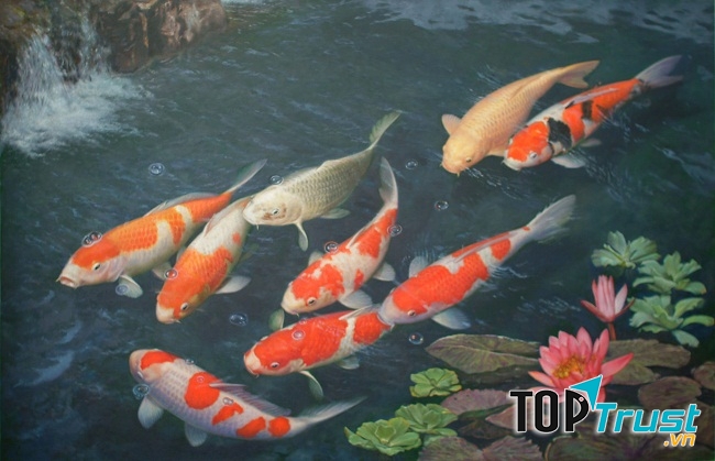 Quán cà phê cá koi thu hút khách nhất tại Kiên Giang