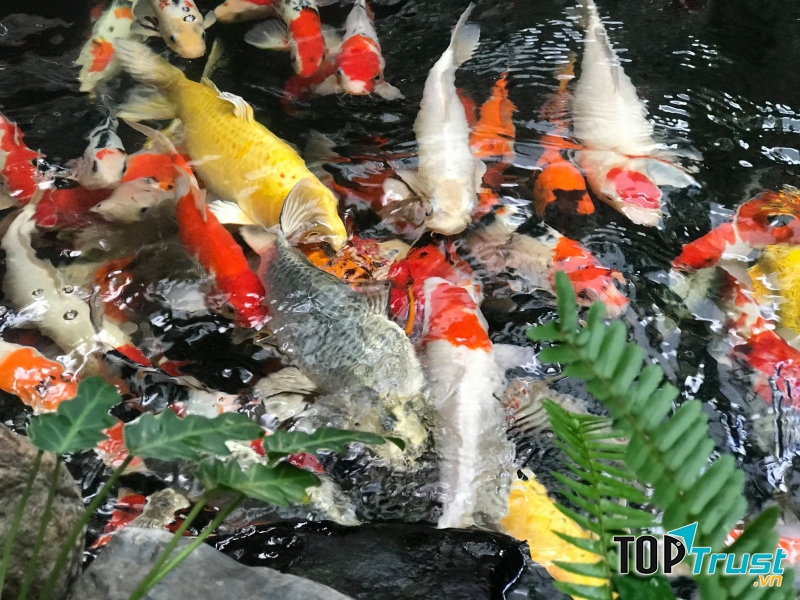 Quán cà phê cá koi thu hút khách nhất tại Quảng Ngãi