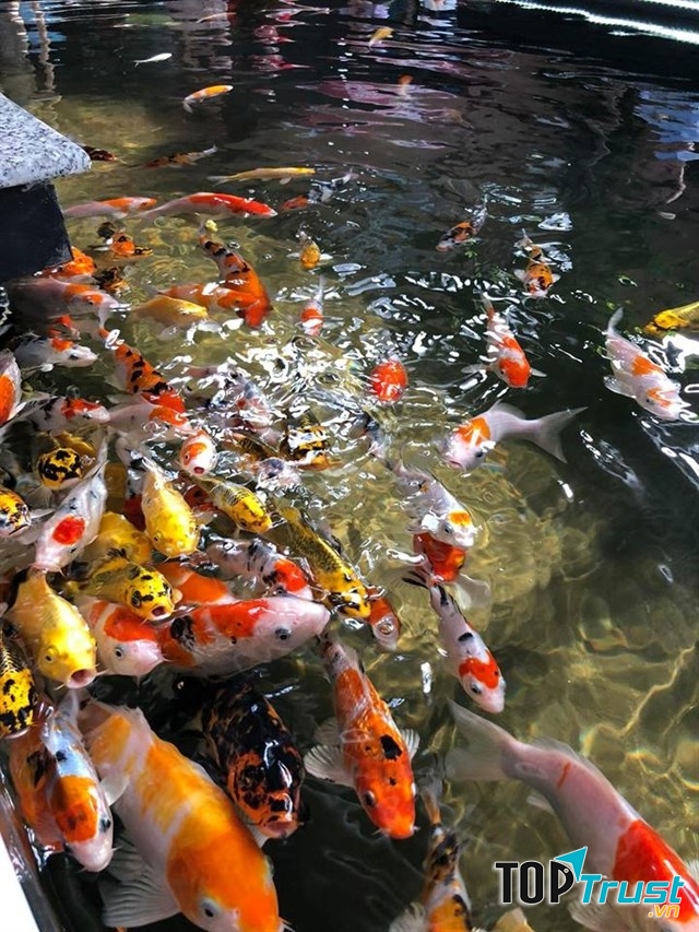 Quán cà phê cá koi thu hút khách nhất tại Thái Nguyên