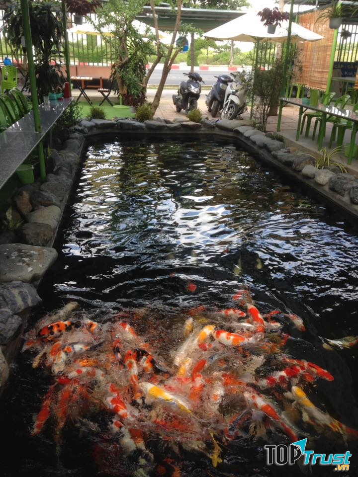 Quán cà phê cá koi thu hút khách nhất tại Vũng Tàu