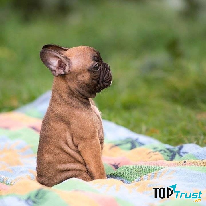 Quán cà phê siêu dễ thương cho những người yêu động vật tại Hà Nội