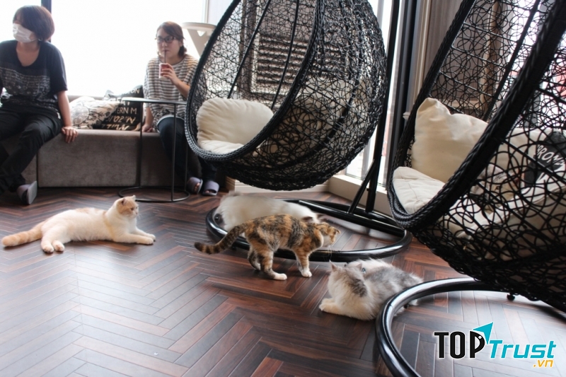 Quán cà phê thú cưng đẹp nhất Tokyo, Nhật Bản