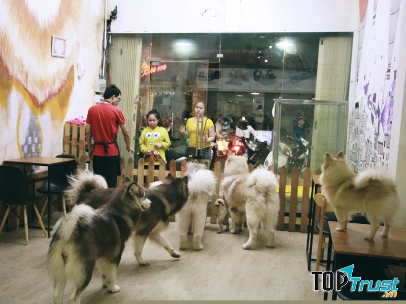 Quán cà phê thú cưng siêu đáng yêu tại Sài Gòn