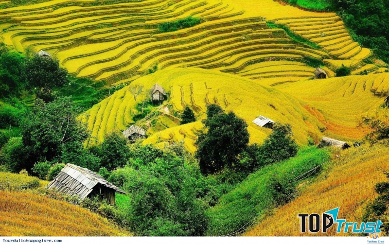 Quán cafe Sapa view ngắm lúa chín vàng