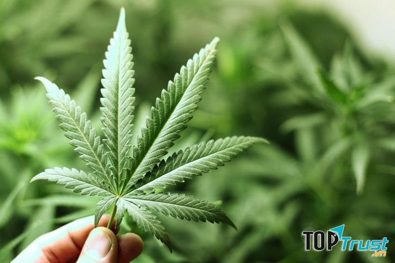 Quan niệm sai lầm về tác hại của cần sa