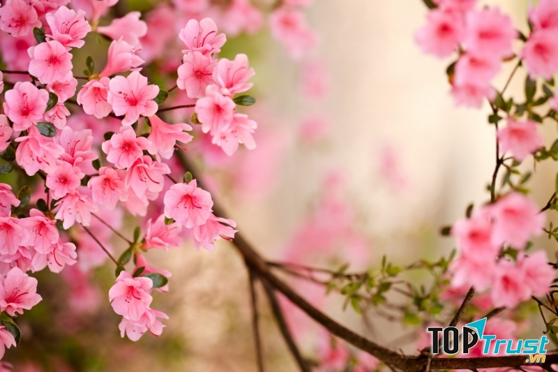 Quảng cáo Tết 2020 ý nghĩa nhất