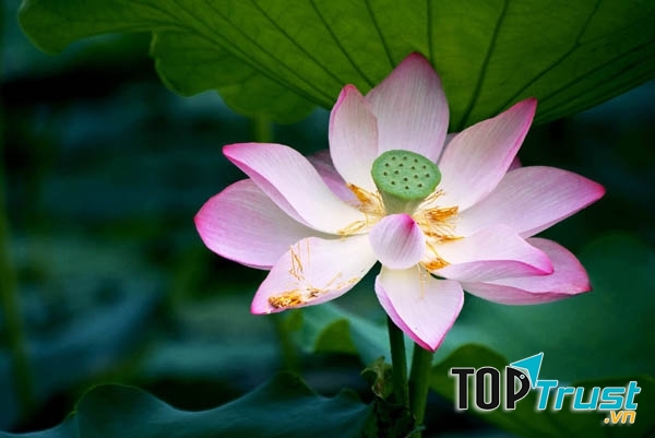 Quốc hoa đặc sắc nhất thế giới