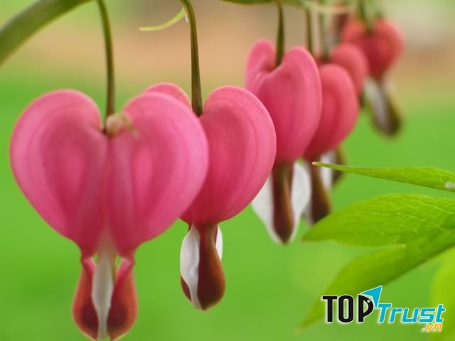 Quốc hoa đẹp nhất thế giới và ý nghĩa bí ẩn của chúng