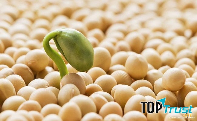 Sản phẩm mầm đậu nành chất lượng nhất hiện nay