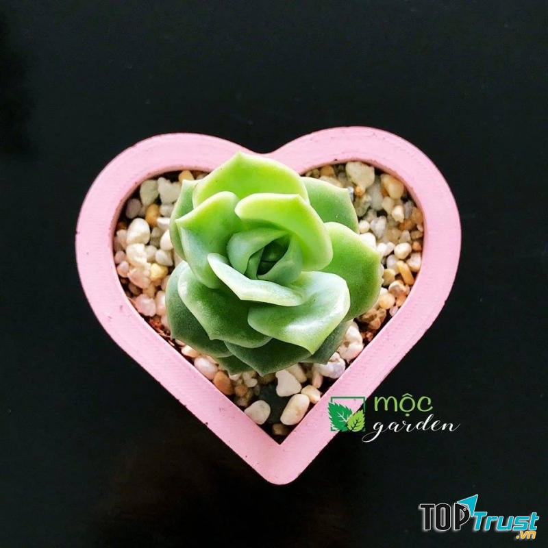 Shop bán cây cảnh được yêu thích nhất ở Bến Tre