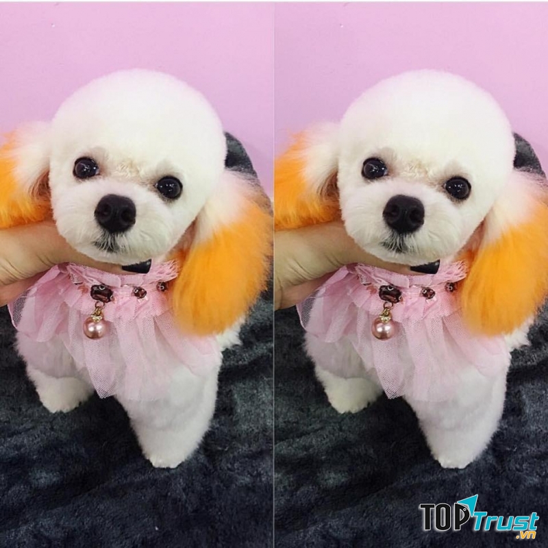 Shop bán phụ kiện cho thú cưng uy tín và chất lượng ở Hải Phòng