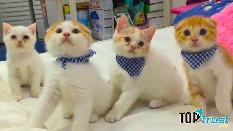 Shop bán phụ kiện thú cưng tốt nhất TP. Hạ Long, Quảng Ninh