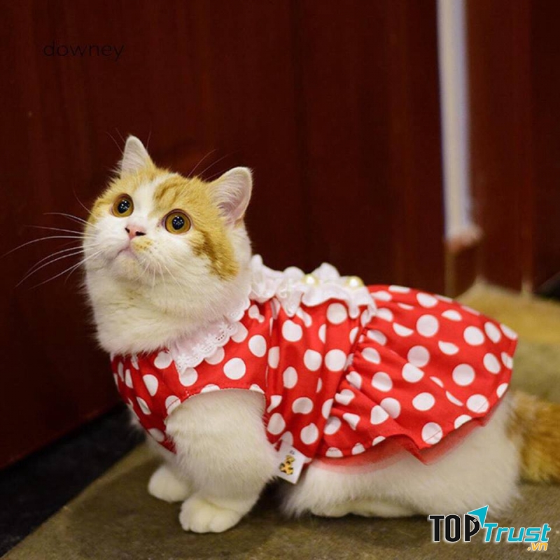 Shop bán phụ kiện thú cưng uy tín và chất lượng nhất Quy Nhơn