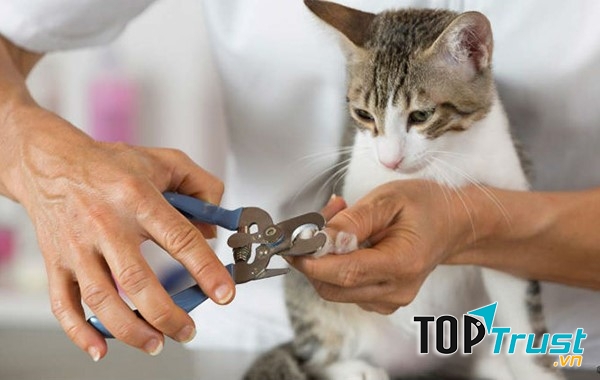 Shop bán phụ kiện thú cưng uy tín và chất lượng nhất tại Nha Trang