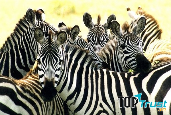 Sự thật thú vị về ngựa vằn