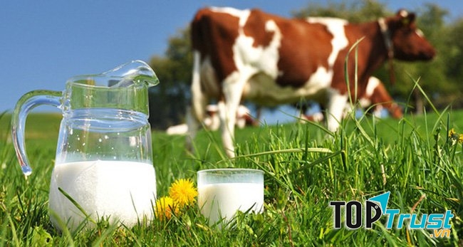 Sữa tươi nguyên kem tốt nhất hiện nay