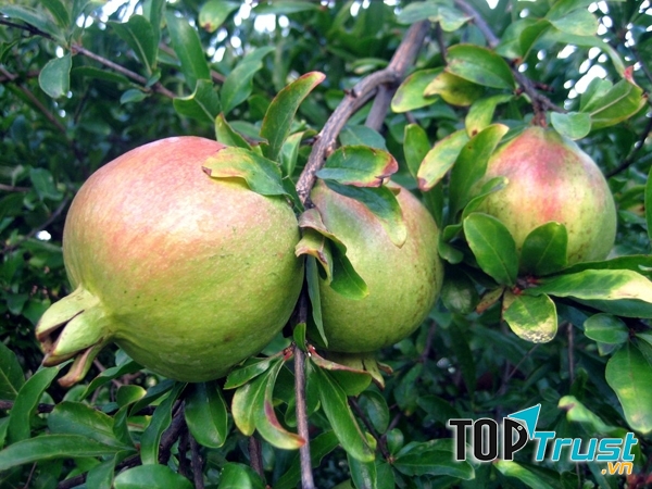 Tác dụng bất ngờ từ quả lựu