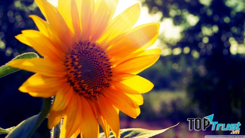 Tác dụng chữa bệnh của hoa hướng dương