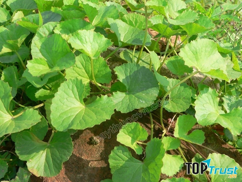 Tác dụng thần kỳ của rau má có thể bạn chưa biết