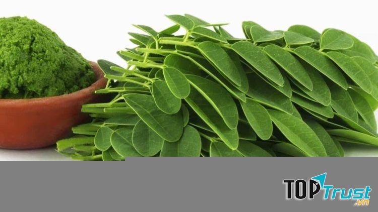 Tác dụng tuyệt vời cho sức khỏe của cây chùm ngây