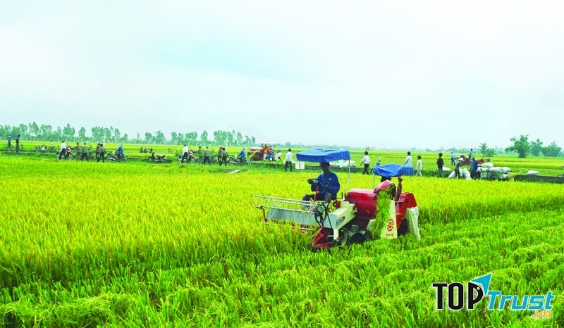 Tấm gương làm giàu từ chăn nuôi ở Việt Nam