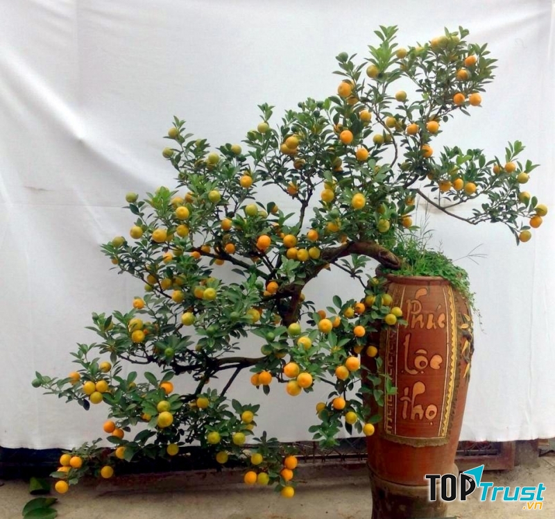 Thế uốn cây cảnh được ưa chuộng nhất