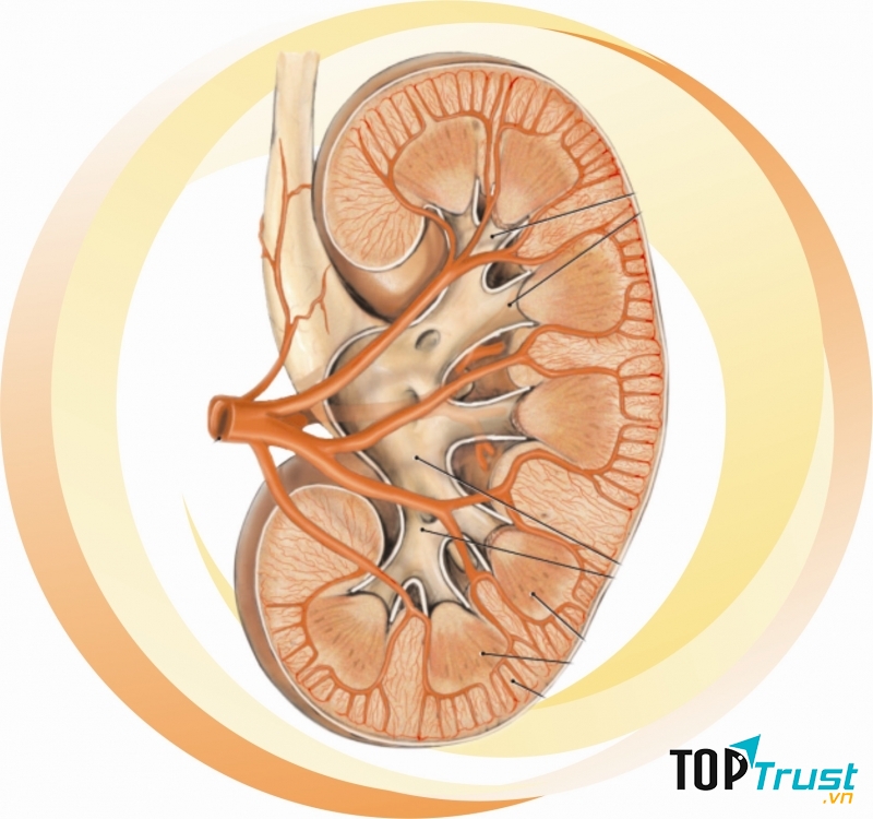 Thói quen buổi tối gây ảnh hưởng xấu tới thận bạn nên biết