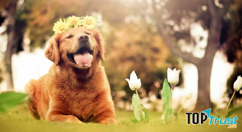 Thú nuôi đắt nhất Thế Giới