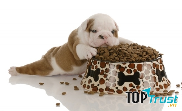 Thức ăn cho chó tốt nhất