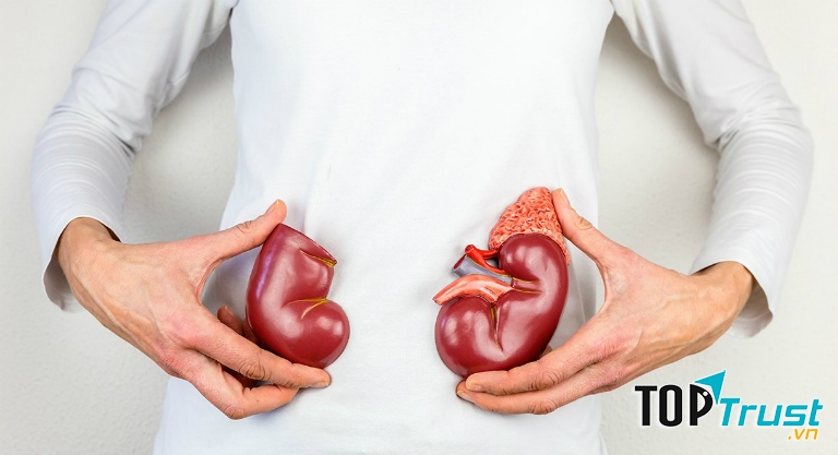 Thực phẩm chức năng hỗ trợ điều trị chứng thận yếu hiệu quả nhất