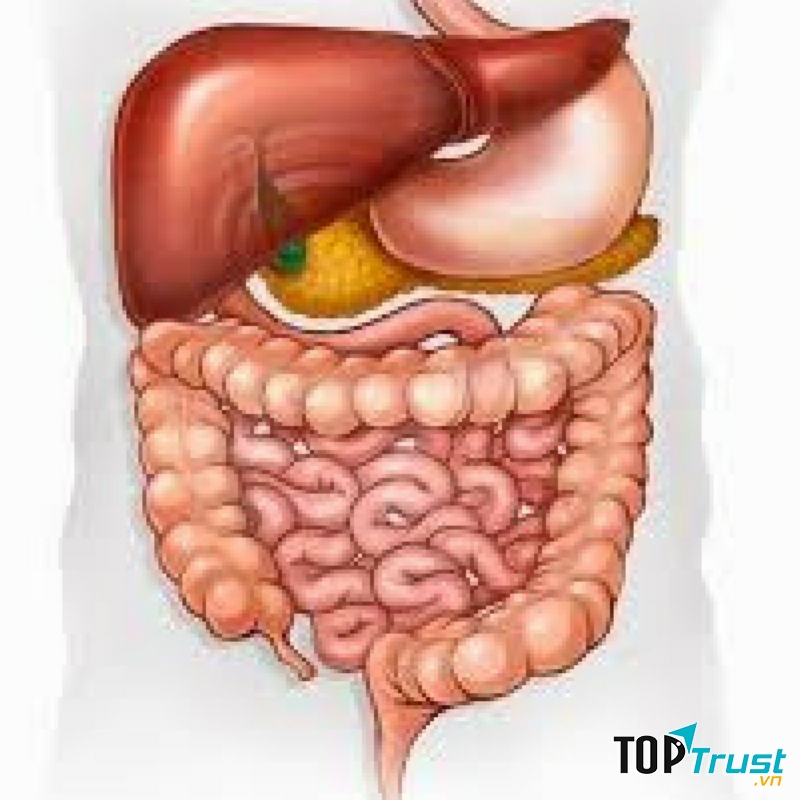 Thực phẩm chức năng hỗ trợ tiêu hóa tốt nhất hiện nay