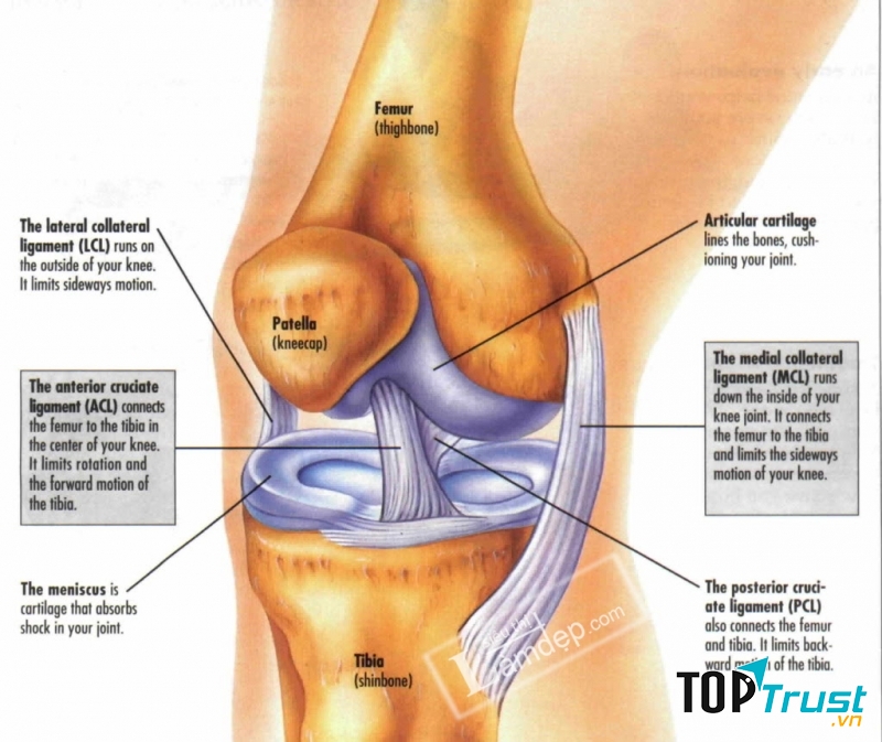 Thực phẩm chức năng tốt cho xương khớp có thể bạn muốn biết