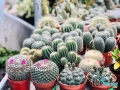 Địa chỉ bán xương rồng đẹp nhất Nha Trang