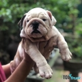 Địa chỉ mua Bulldog Anh uy tín tại Hà Nội