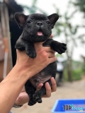 địa chỉ mua chó bulldog Pháp uy tín tại Hà Nội