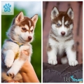 địa chỉ mua chó Husky uy tín tại Việt Nam