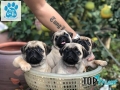 địa chỉ mua chó Pug uy tín tại Hà Nội
