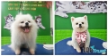 Dịch vụ cắt tỉa lông thú cưng uy tín nhất tại Đà Nẵng
