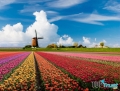 điều thú vị hấp dẫn nhất của đất nước hoa tulip - Hà Lan