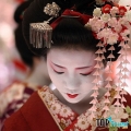 điều thú vị về nàng Geisha của Nhật Bản