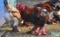 Giống gà quý được nuôi nhiều nhất ở Việt Nam