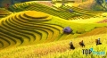 Homestay view ruộng bậc thang đẹp nhất mùa lễ hội ở Sapa