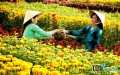 Làng hoa truyền thống không thể bỏ qua mỗi dịp Tết